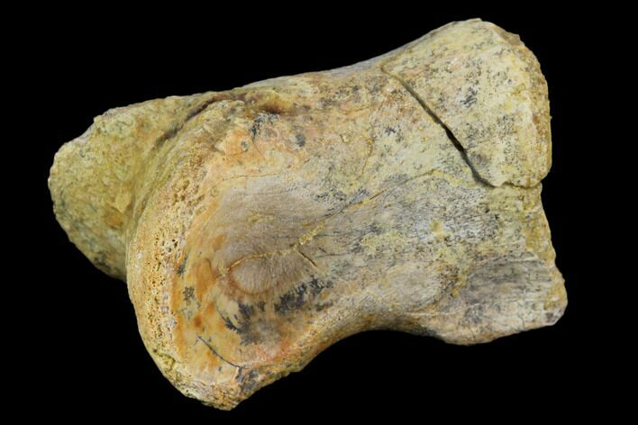 Fossil Theropod (Raptor) Phalange (Toe) Bone - Texas #116627